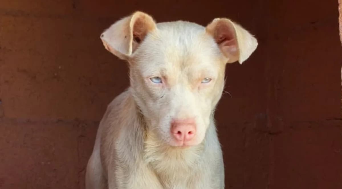 TANGO, male Mixed Breed for adoption at El Refugio Escuela MARLENE, Seville