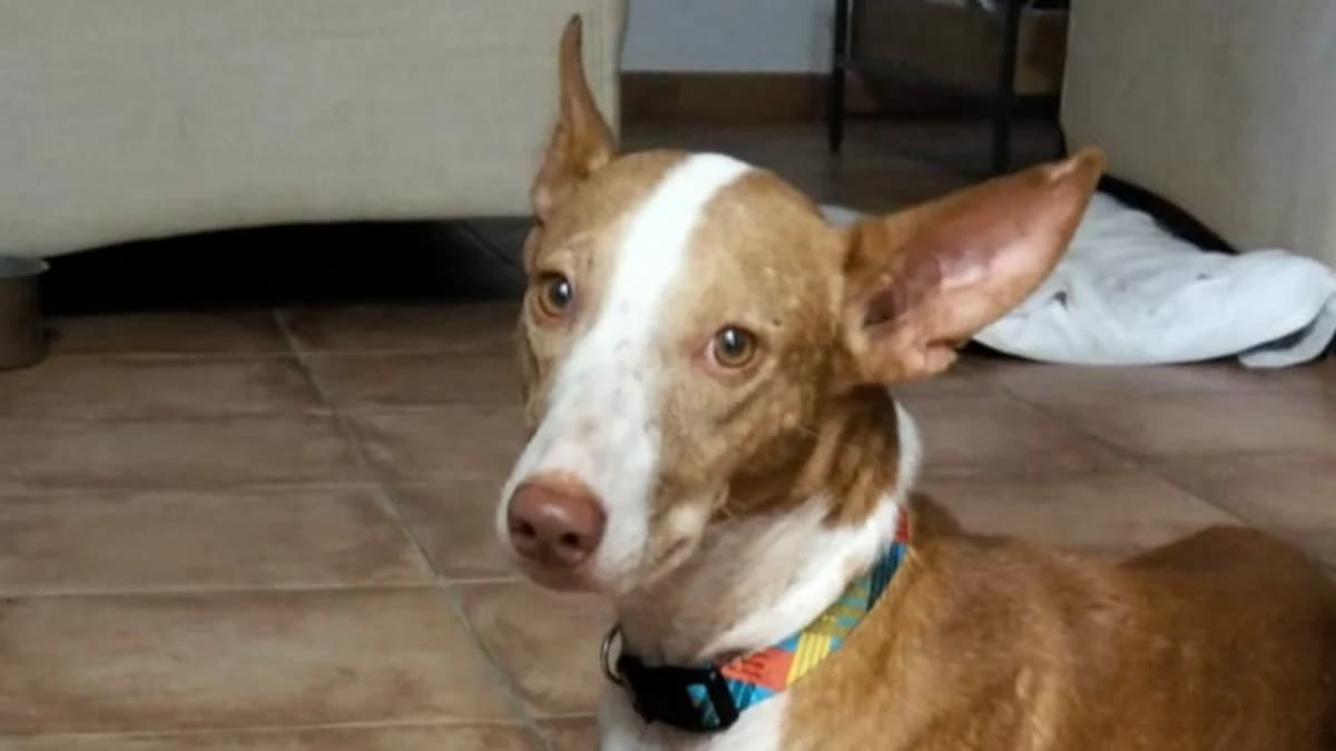 Dante, male Podenco for adoption at El Refugio Escuela Marlene, Seville