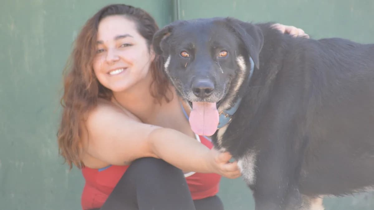 Dragón, male 6yo Spanish Mastiff for adoption at El Refugio Escuela Marlene, Seville