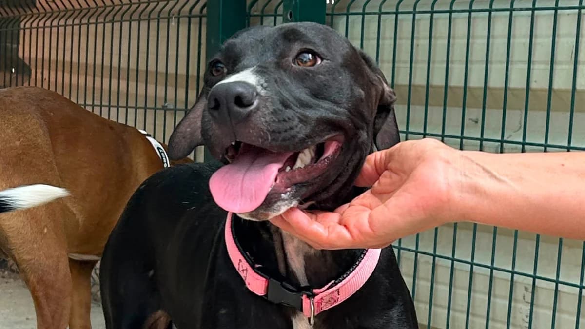 El, female Mixed Breed for adoption at El Refugio Escuela Marlene, Seville