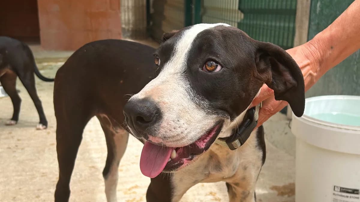 El, male Mixed Breed for adoption at El Refugio Escuela Marlene, Seville