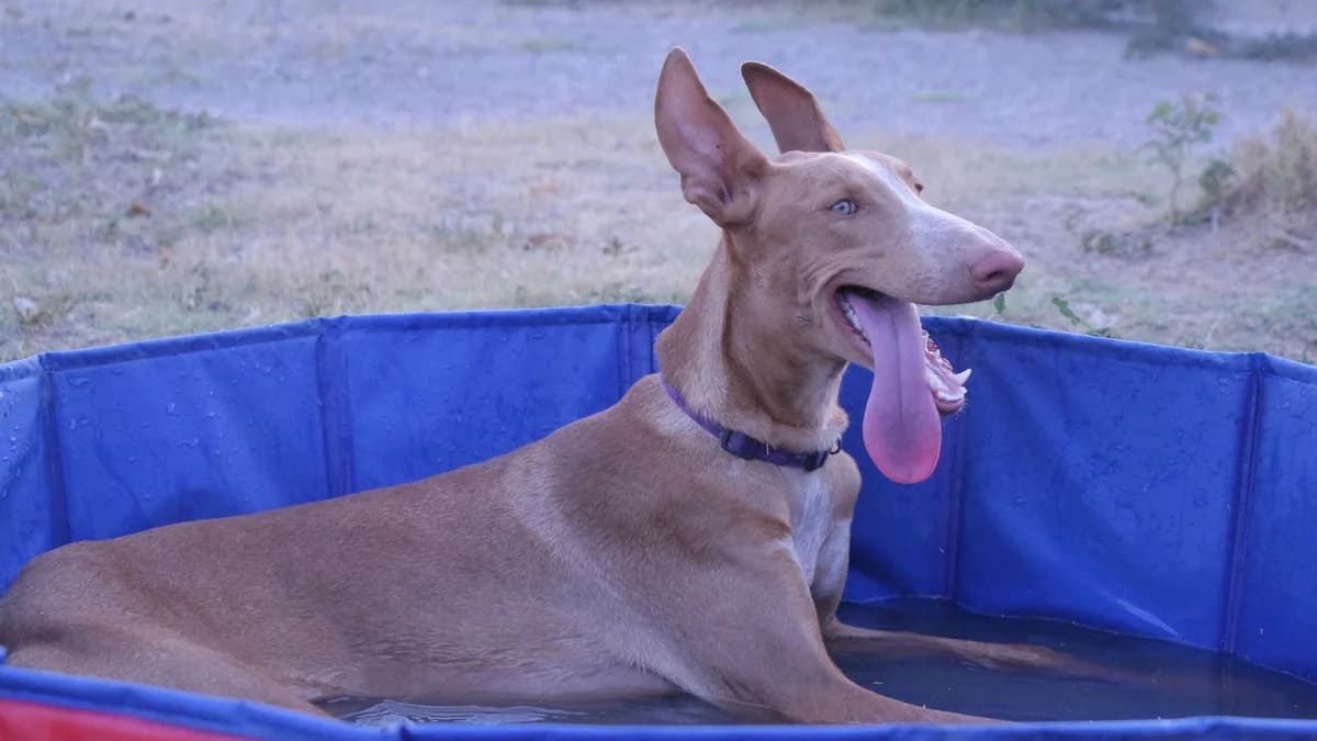 LÓPEZ, male Podenco for adoption at El Refugio Escuela MARLENE, Seville