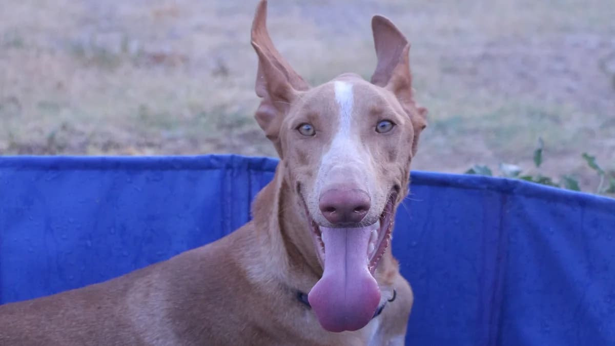 El, male 3yo Podenco for adoption at El Refugio Escuela Marlene, Seville
