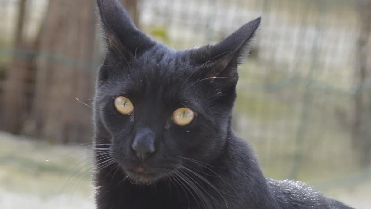 El gatito BENITO, male Mixed Breed for adoption at El Refugio Escuela MARLENE, Seville