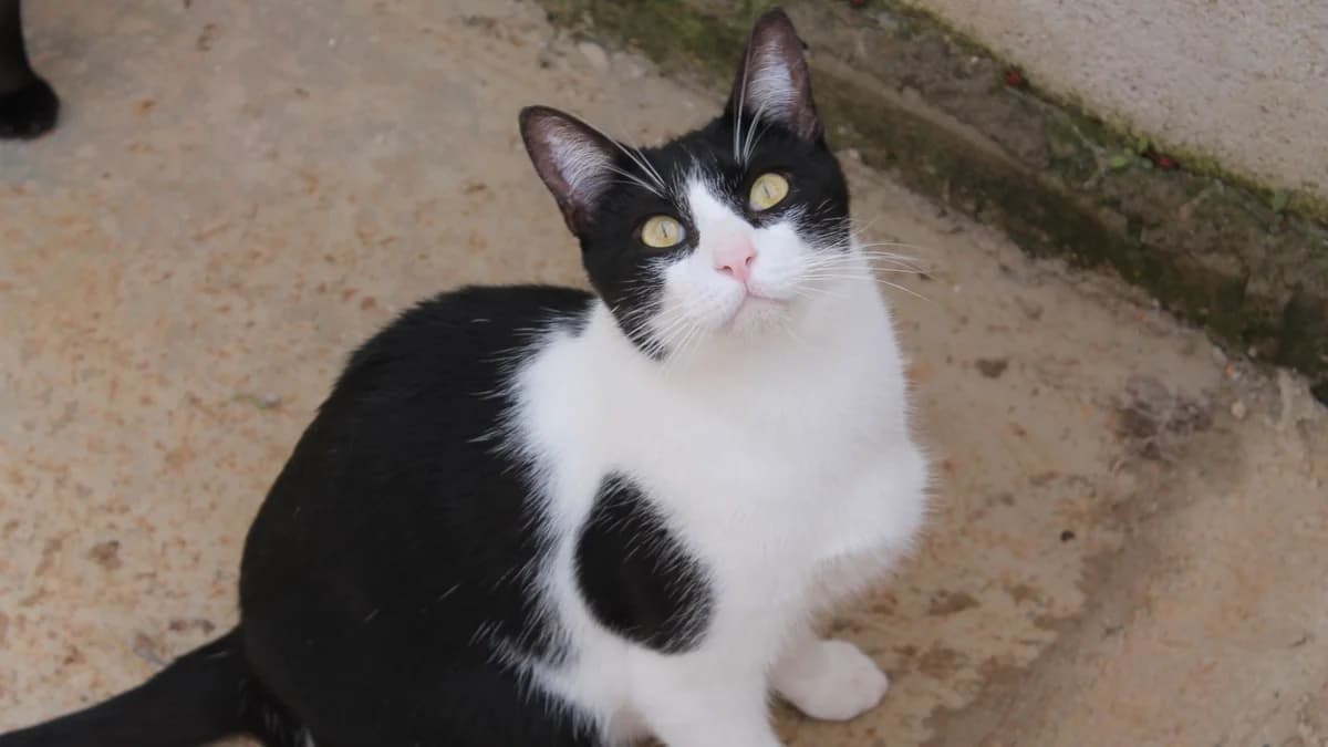 El gato CIPRI, male Mixed Breed for adoption at El Refugio Escuela MARLENE, Seville