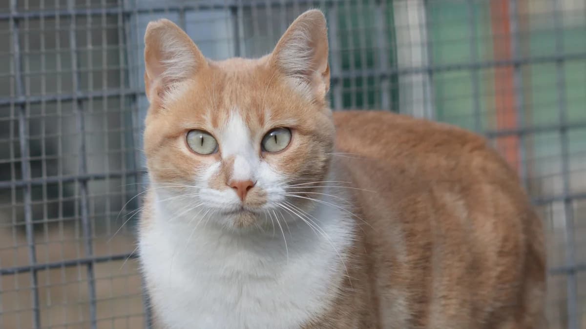 El gato ISIDORO, male Mixed Breed for adoption at El Refugio Escuela MARLENE, Seville