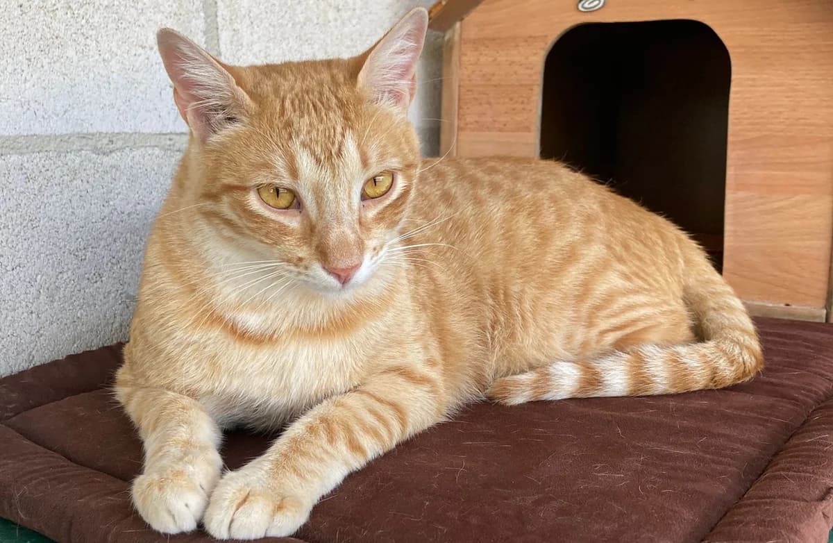 El gato MILO, male Mixed Breed for adoption at El Refugio Escuela MARLENE, Seville