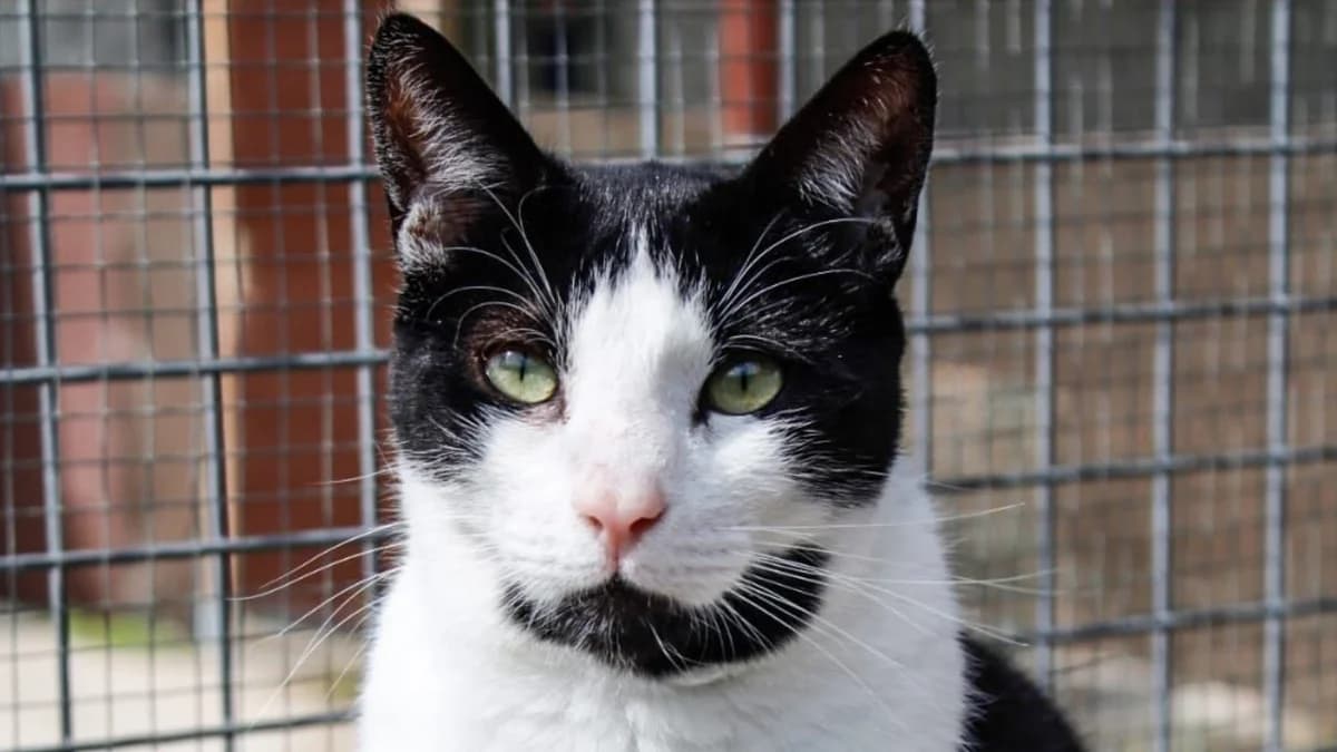 El gato TRÉBOL, male Mixed Breed for adoption at El Refugio Escuela MARLENE, Seville