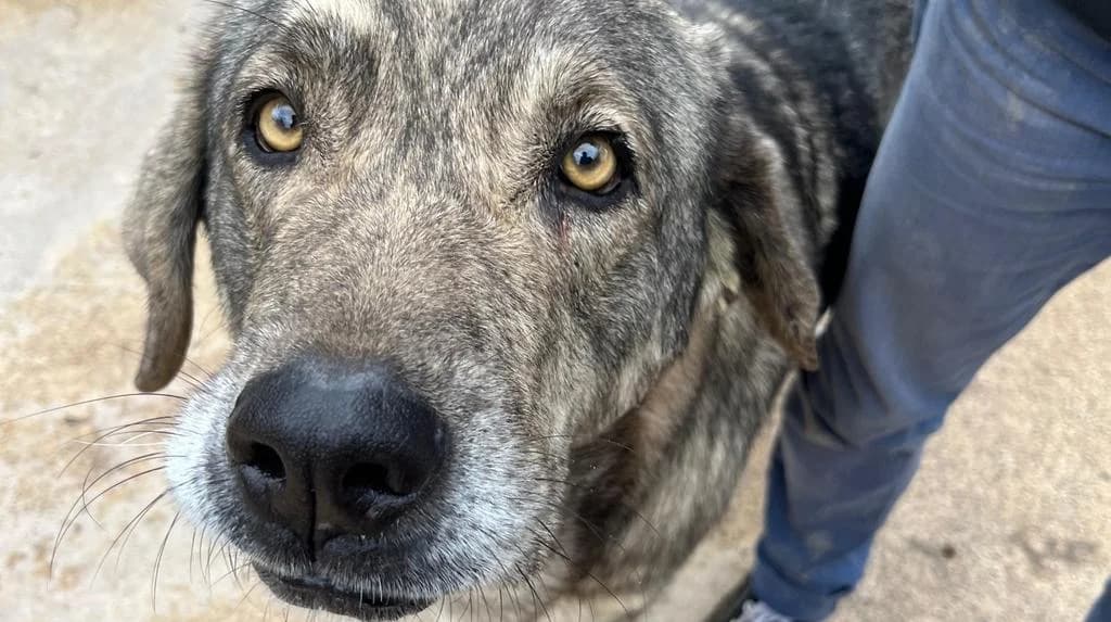 El, female 6yo Spanish Mastiff for adoption at El Refugio Escuela Marlene, Seville