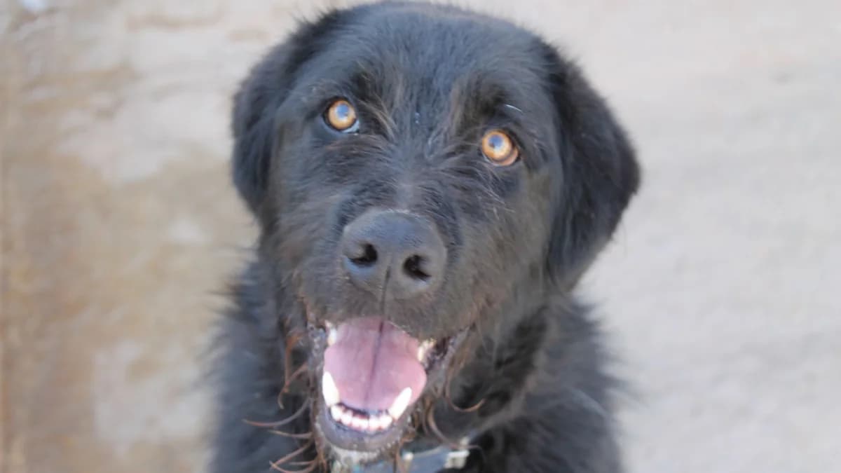 El guapérrimo de MARQUÉS, male Labrador Retriever for adoption at El Refugio Escuela MARLENE, Seville