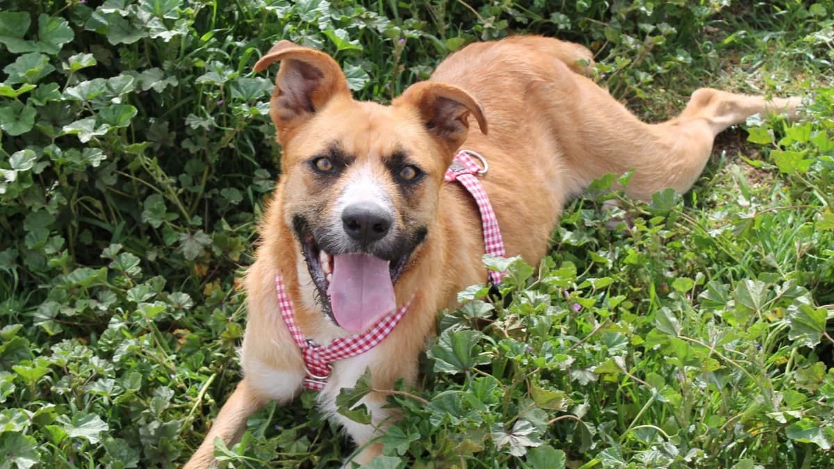 APOLO, male Mixed Breed for adoption at El Refugio Escuela MARLENE, Seville