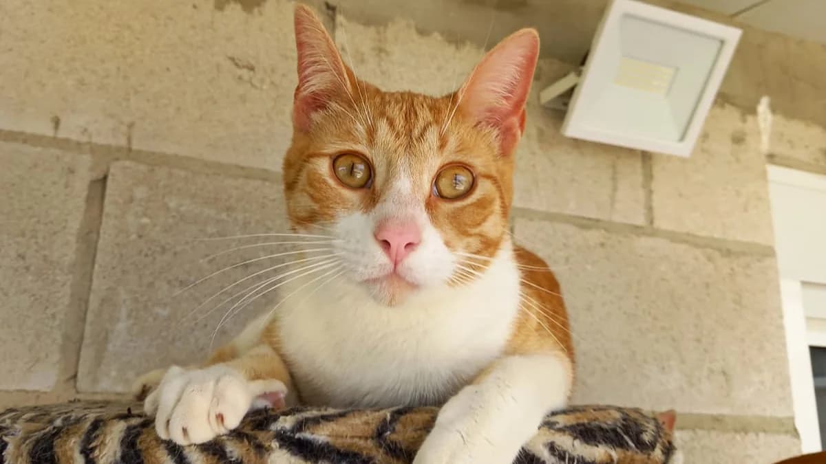 El simpático BILLY, male Mixed Breed for adoption at El Refugio Escuela MARLENE, Seville