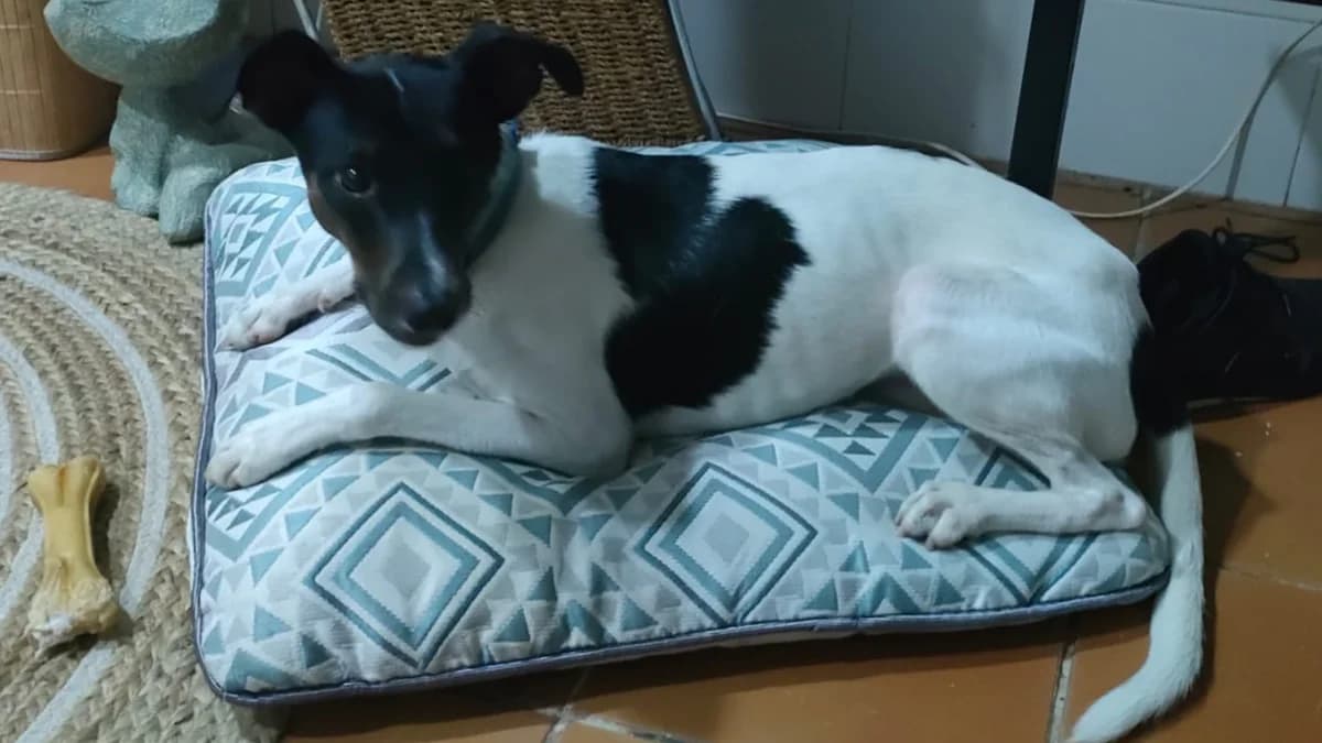 Koko, male puppy mixed breed for adoption at El Refugio Escuela Marlene, Seville