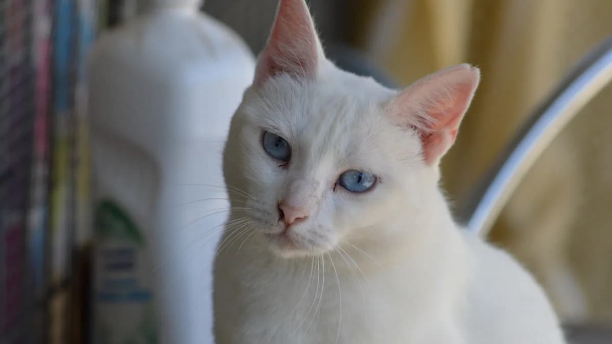 La gata CELESTE, female Mixed Breed for adoption at El Refugio Escuela MARLENE, Seville