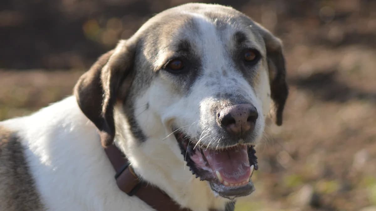 La, female 5yo Mixed Breed for adoption at El Refugio Escuela Marlene, Seville