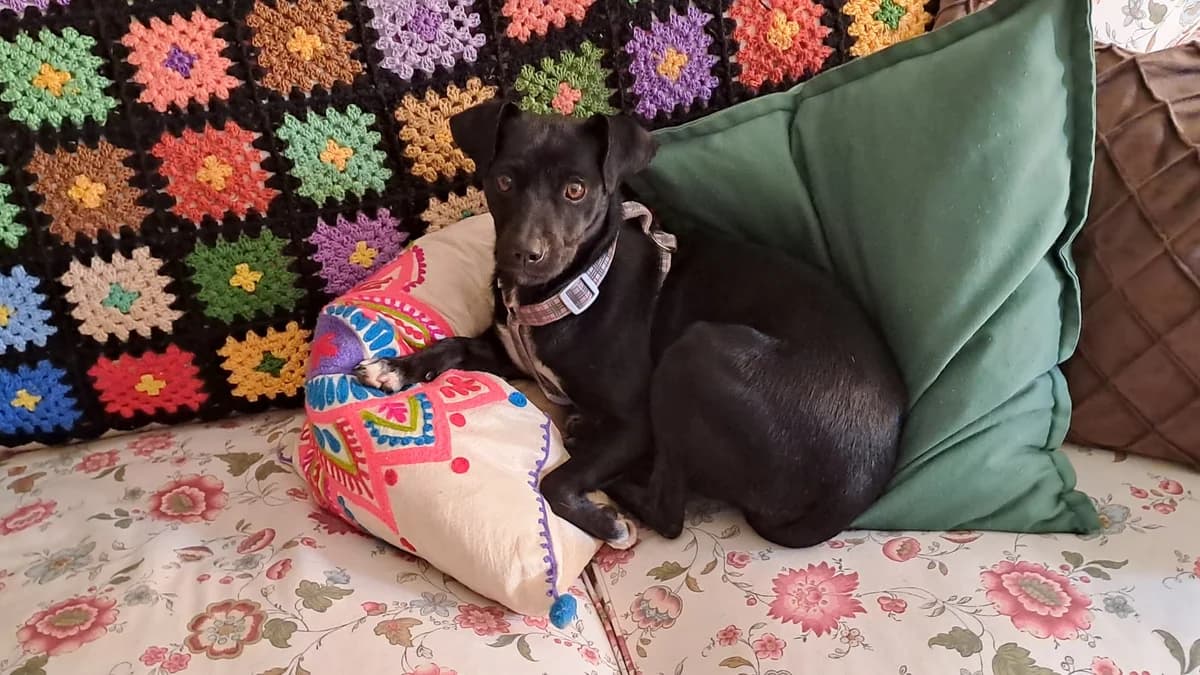 TRUFA, male Mixed Breed for adoption at El Refugio Escuela MARLENE, Seville