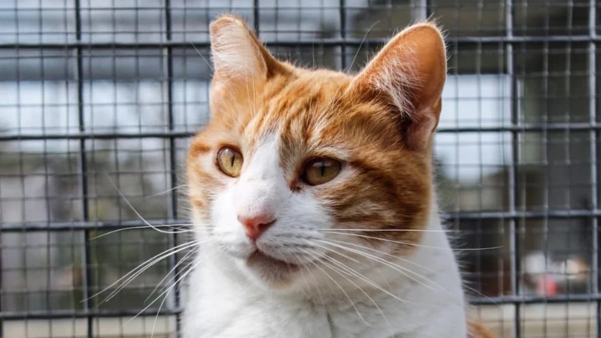 La preciosa gata LINDA, female Mixed Breed for adoption at El Refugio Escuela MARLENE, Seville