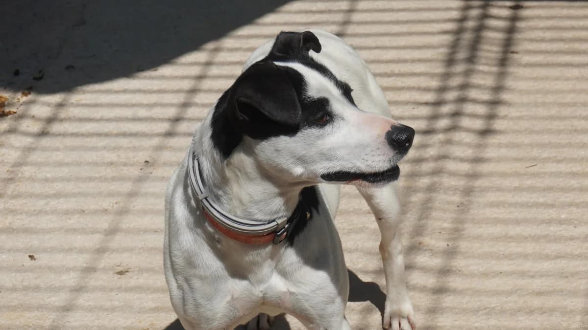 MAIDEN, male Mixed Breed for adoption at El Refugio Escuela MARLENE, Seville