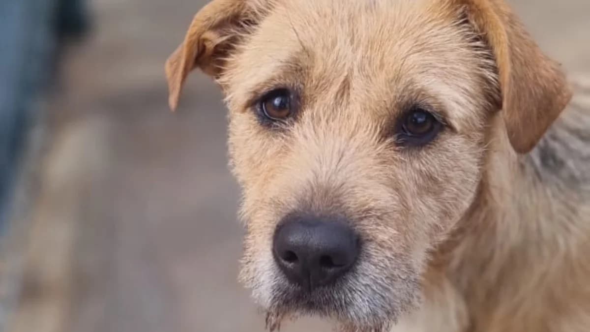 MORI, male Mixed Breed for adoption at El Refugio Escuela MARLENE, Seville