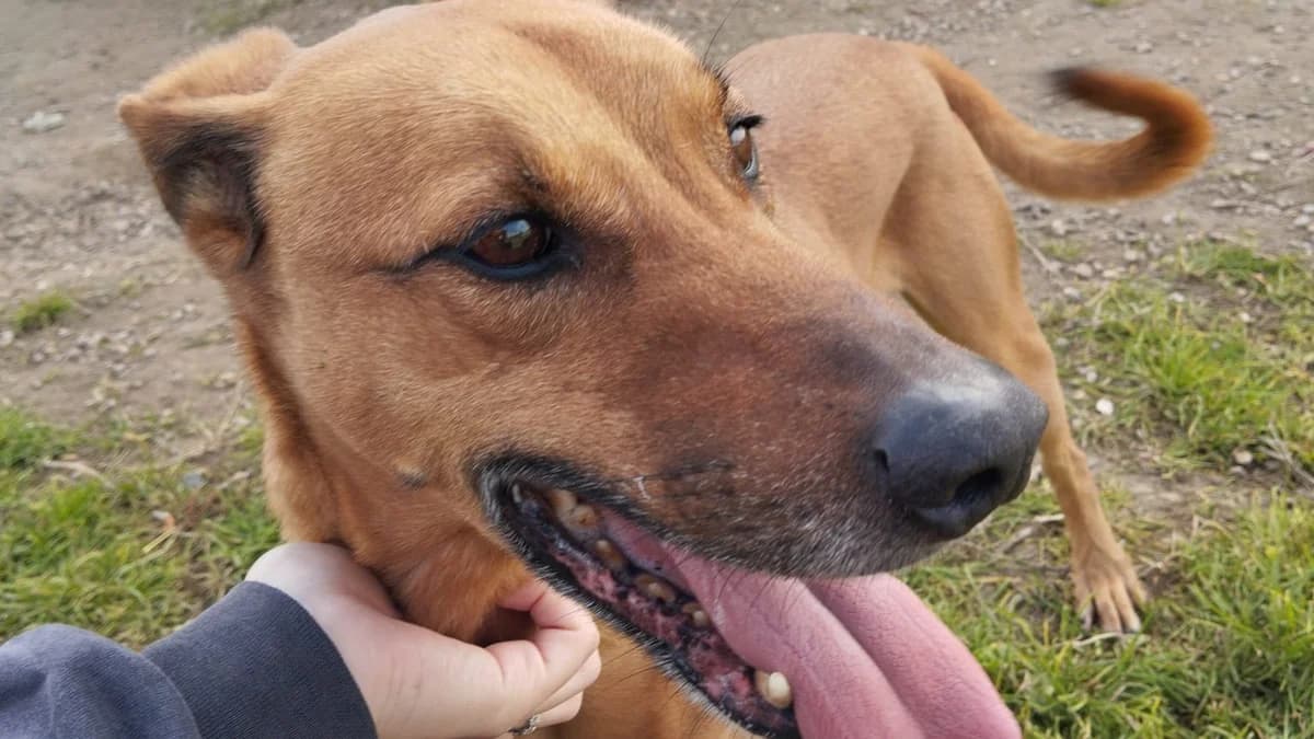 WALTER, male Mixed Breed for adoption at El Refugio Escuela MARLENE, Seville