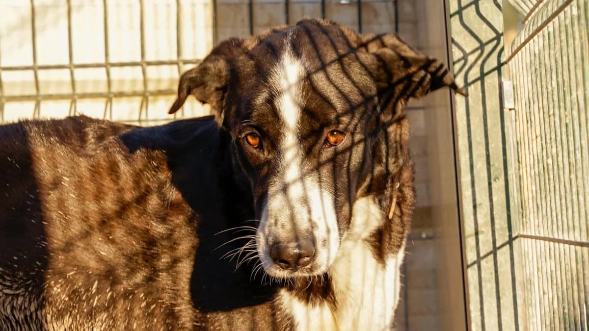 NYMERIA todo amor y cariño, male Mixed Breed for adoption at El Refugio Escuela MARLENE, Seville