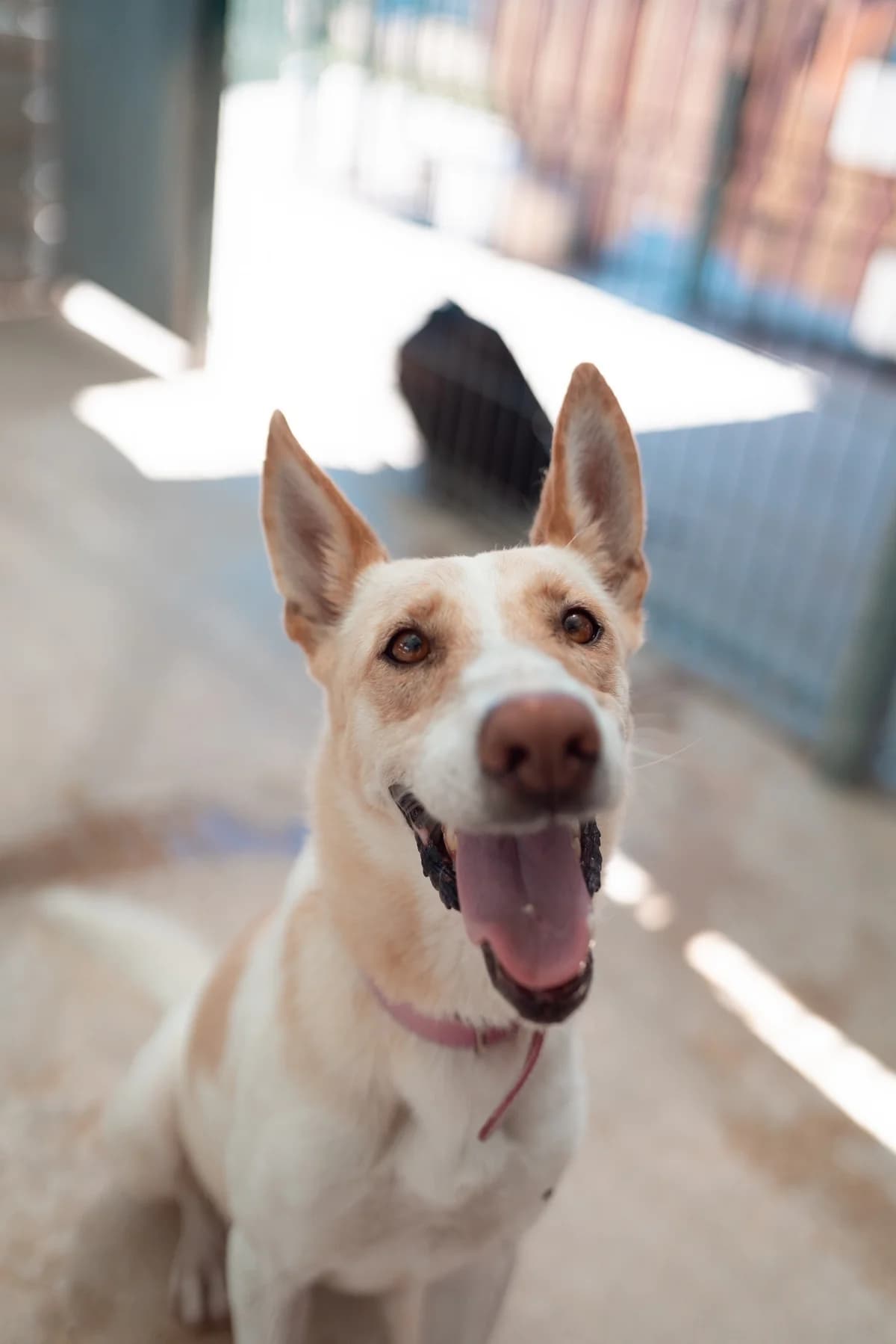 BLANCA, female Mixed Breed for adoption at El Refugio Escuela MARLENE, Seville