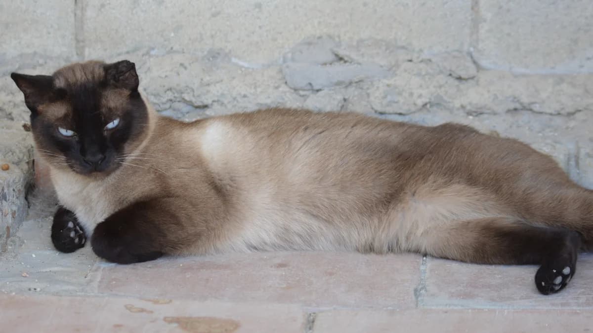 EL GATO AITOR, male Mixed Breed for adoption at El Refugio Escuela MARLENE, Seville