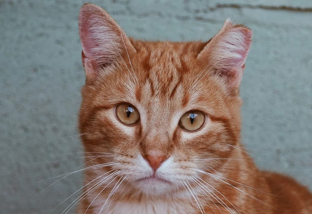 RON, male Mixed Breed for adoption at El Refugio Escuela MARLENE, Seville