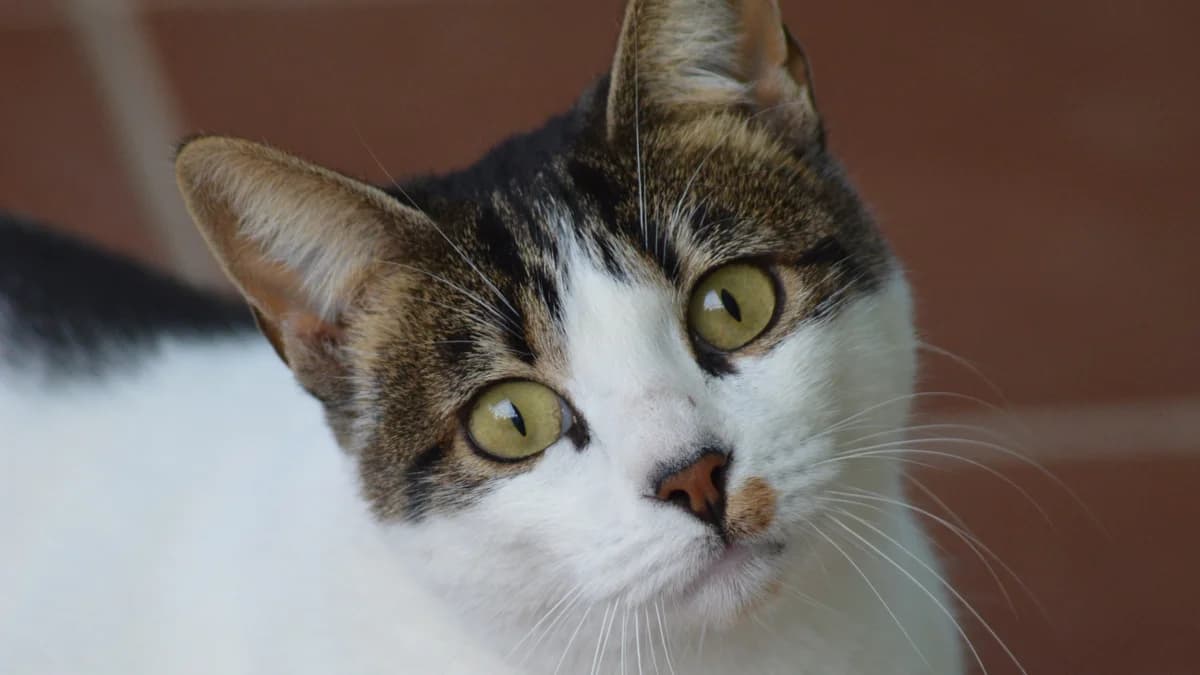 Amazon, male Mixed Breed for adoption at El Refugio Escuela Marlene, Seville