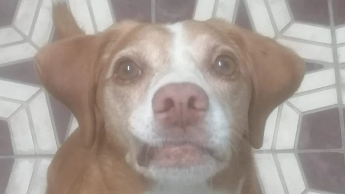 TRES, female Mixed Breed for adoption at El Refugio Escuela MARLENE, Seville