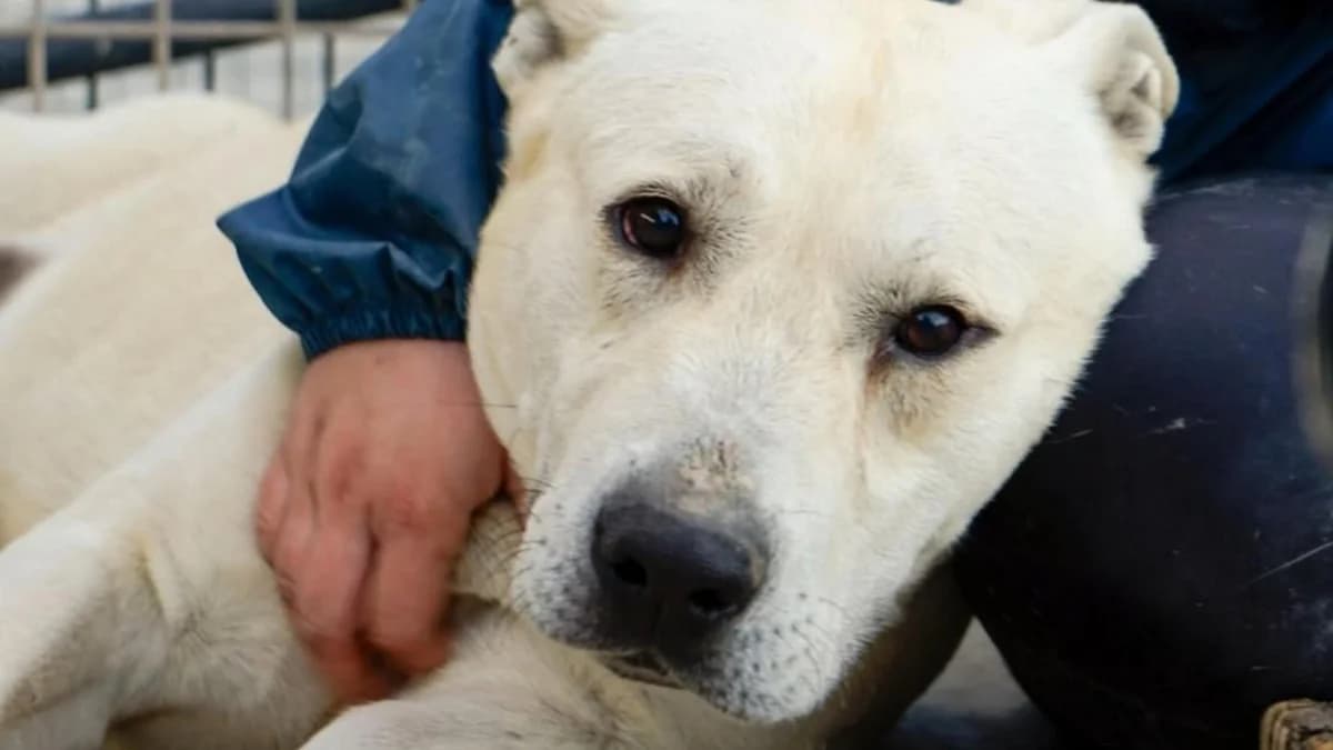 MUFI, male Mixed Breed for adoption at El Refugio Escuela MARLENE, Seville