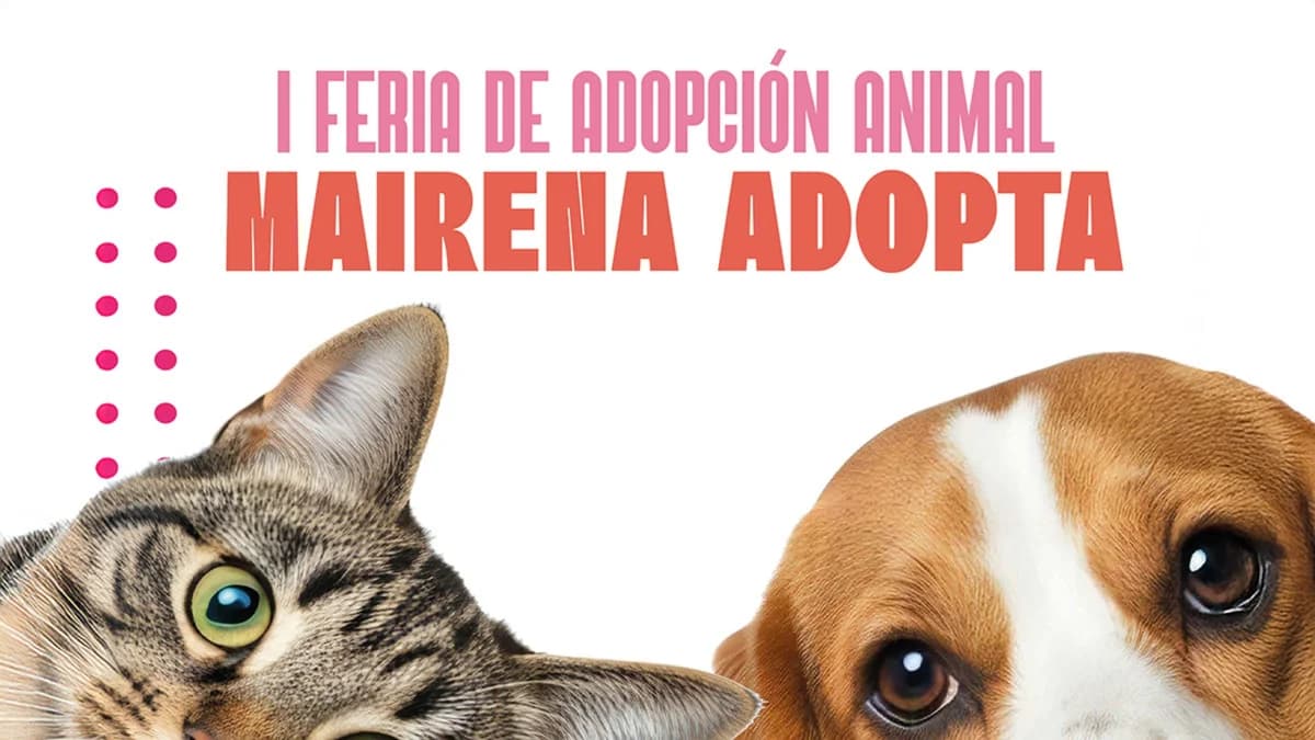 Ven, male Mixed Breed for adoption at El Refugio Escuela Marlene, Seville