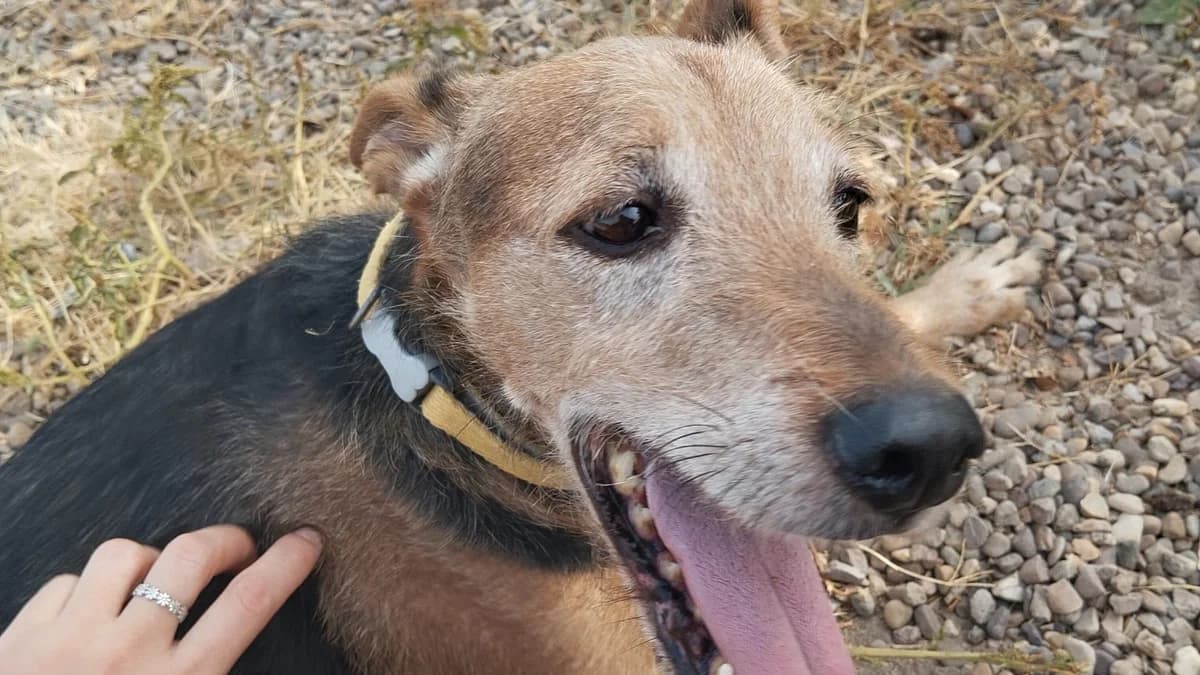 Walden, male senior Mixed Breed for adoption at El Refugio Escuela Marlene, Seville