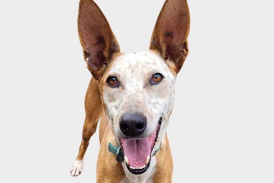Eragon, blanco y marrón moteado male 6yo Podenco for adoption at Refugio Internacional para Animales, Valle de La Orotava, Tenerife