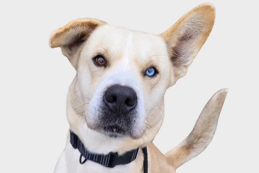 Maco, blanco y beige male Mixed Breed for adoption at Refugio Internacional para Animales, Valle de La Orotava, Tenerife