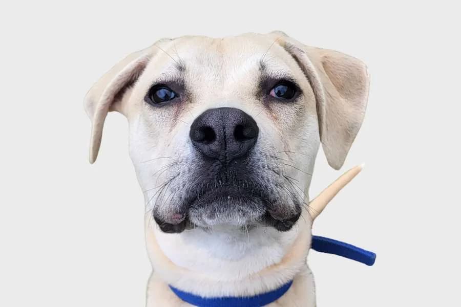 Malay, beige female puppy Mixed Breed for adoption at Refugio Internacional para Animales, Valle de La Orotava, Tenerife