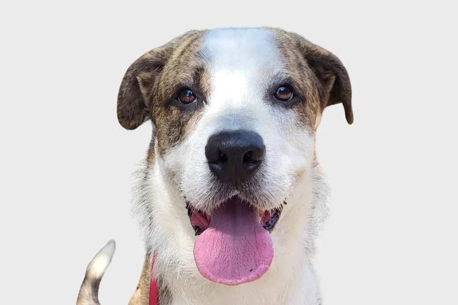 Loto, blanco y atigrado male young Mixed Breed for adoption at Refugio Internacional para Animales, Valle de La Orotava, Tenerife