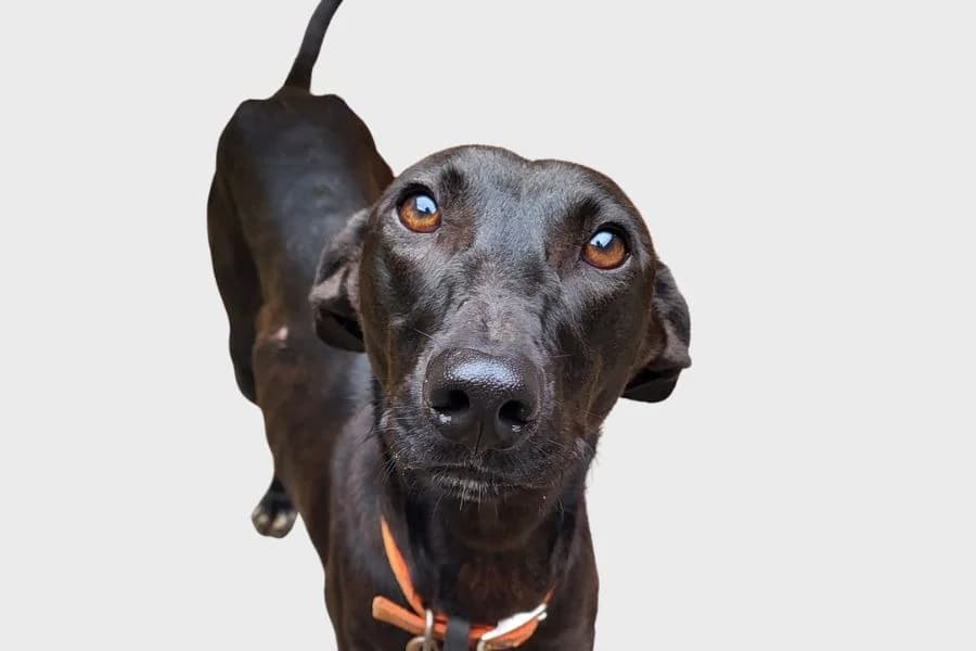 Jaro, negro male young Podenco for adoption at Refugio Internacional para Animales, Valle de La Orotava, Tenerife