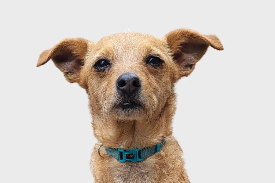 Jena, marrón female 6yo Mixed Breed for adoption at Refugio Internacional para Animales, Valle de La Orotava, Tenerife