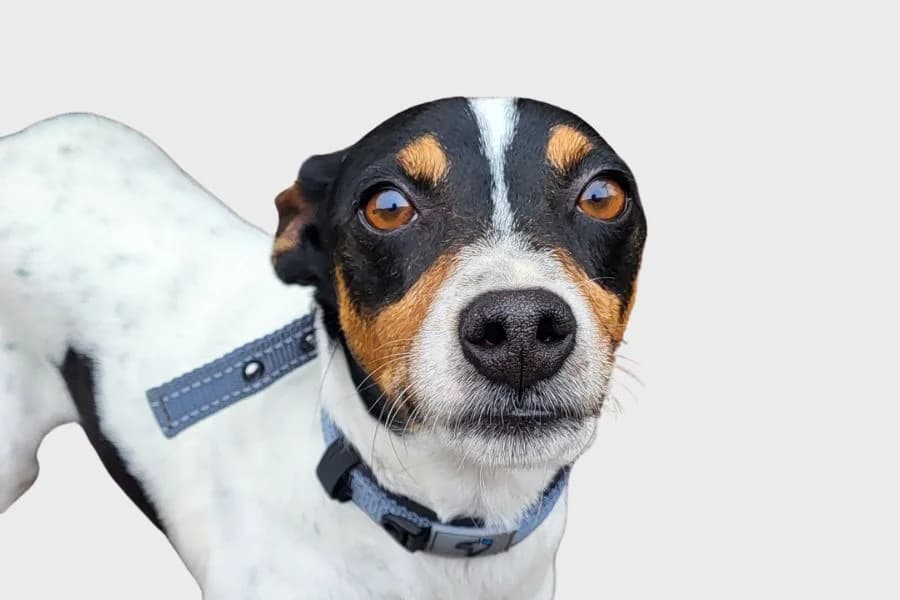 Mojo, tricolor male 3yo mixed breed for adoption at Refugio Internacional para Animales, Valle de La Orotava, Tenerife