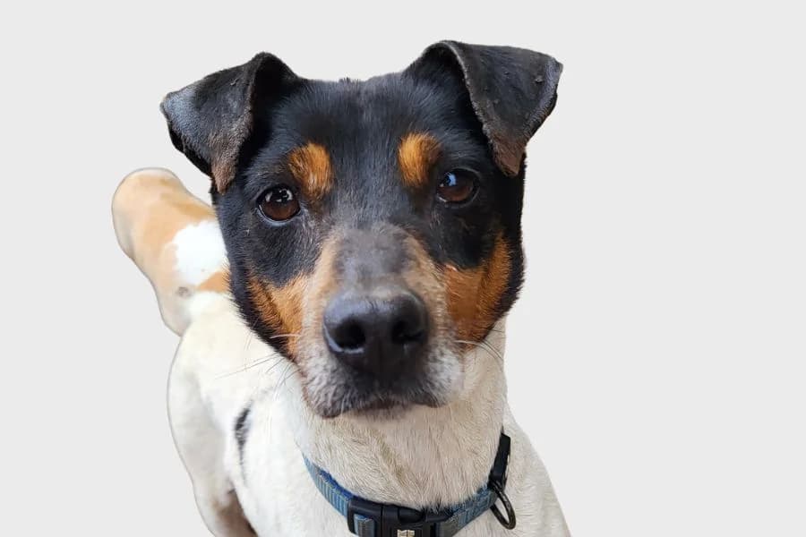 Jara, tricolor female 3yo mixed breed for adoption at Refugio Internacional para Animales, Valle de La Orotava, Tenerife