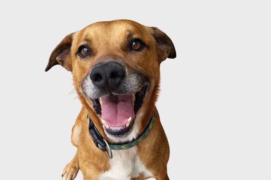 Leto, marrón male 4yo Mixed Breed for adoption at Refugio Internacional para Animales, Valle de La Orotava, Tenerife