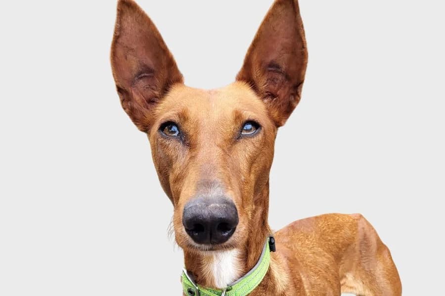Jade, marrón female 3yo Mixed Breed for adoption at Refugio Internacional para Animales, Valle de La Orotava, Tenerife