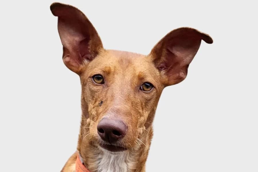 Pupusa, marrón female puppy Podenco for adoption at Refugio Internacional para Animales, Valle de La Orotava, Tenerife