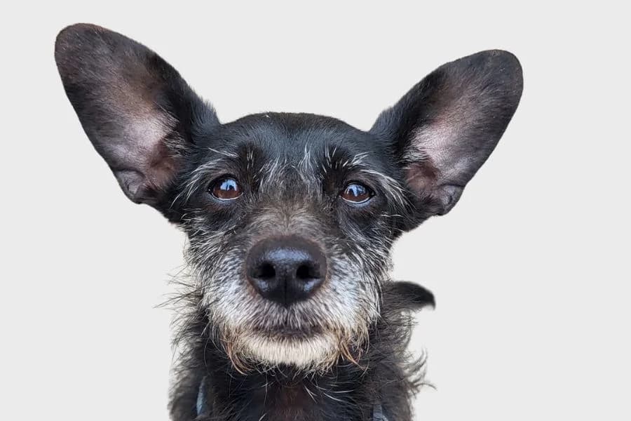 Taquito, negro male 5yo Mixed Breed for adoption at Refugio Internacional para Animales, Valle de La Orotava, Tenerife