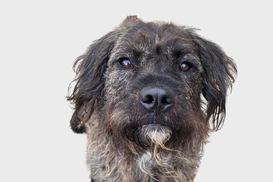 Pochoclo, gris male young Mixed Breed for adoption at Refugio Internacional para Animales, Valle de La Orotava, Tenerife