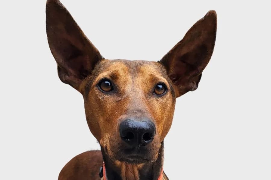 Matcha, marrón female 3yo Podenco for adoption at Refugio Internacional para Animales, Valle de La Orotava, Tenerife
