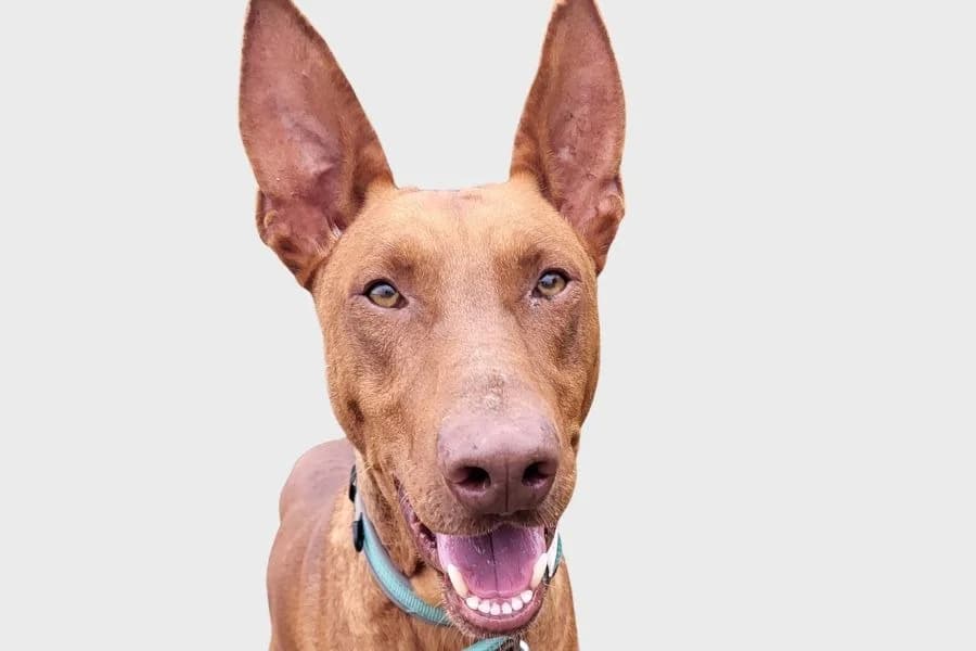 Cheddar, marrón male 4yo Podenco for adoption at Refugio Internacional para Animales, Valle de La Orotava, Tenerife