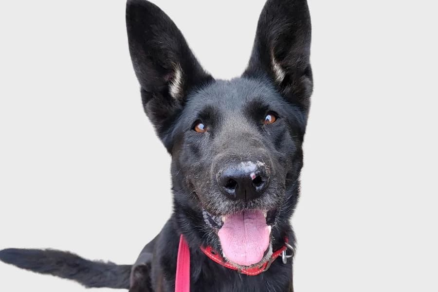 Selva Negra, negro female 5yo Mixed Breed for adoption at Refugio Internacional para Animales, Valle de La Orotava, Tenerife