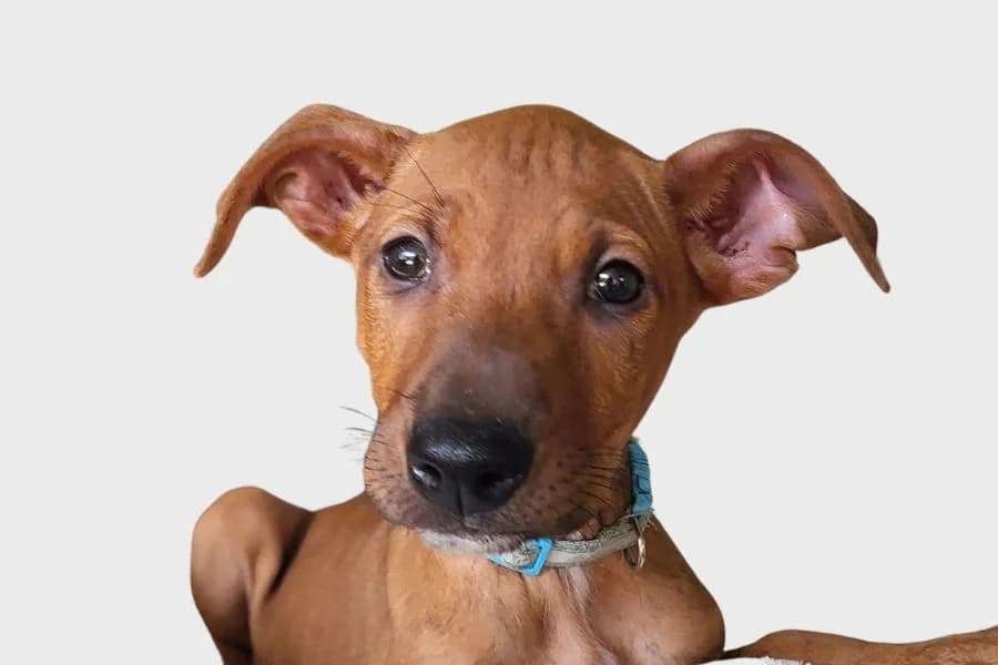 Café, marrón male puppy Podenco for adoption at Refugio Internacional para Animales, Valle de La Orotava, Tenerife